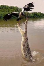 FB_IMG_1483707828430.webp