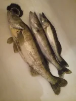 2017-02-18 06-41-11.webp