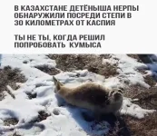 нерпа-казахстан-кумыс-3686182.webp