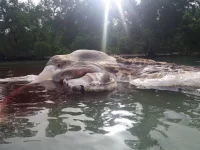 y45y65y6t_m401.webp