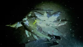 fish.webp