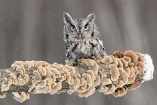 thaafEzm9xk-К.webp