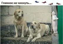 10659868D.webp