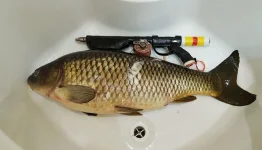Сазан 12500.webp