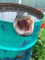 IMG-20180701-WA0002.webp