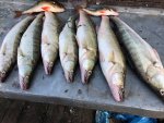 IMG_0795.jpg