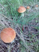 IMG-20180715-WA0038.webp