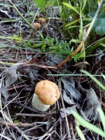 IMG-20180715-WA0037.webp