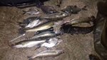 IMG-20180907-WA0001.jpg