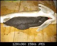 черень.webp