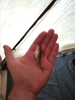 IMG-20181215-WA0002.webp