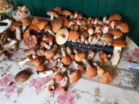IMG-20190709-WA0001.webp