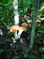 IMG-20190709-WA0000.webp