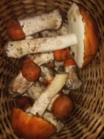 IMG-20190712-WA0008.webp