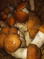 IMG-20190714-WA0007.webp