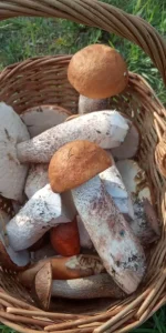 IMG-20190714-WA0011.webp