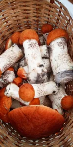IMG-20190714-WA0013.webp