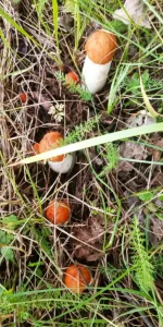 IMG-20190714-WA0014.webp
