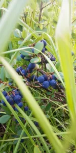 IMG-20190714-WA0012.webp