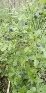 IMG-20190712-WA0006.webp