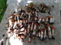 IMG-20190720-WA0004.webp
