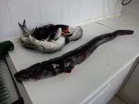 IMG-20190702-WA0009.webp