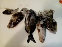 IMG-20190702-WA0014.webp