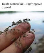 FB_IMG_1564310790418.webp
