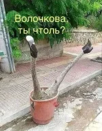 i (1).webp