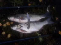 IMG-20191001-WA0004.webp