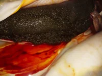 IMG-20190930-WA0005.webp