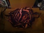 IMG_20191014_164249_103.jpg