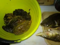 IMG-20191031-WA0042.webp