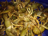 IMG-20191113-WA0004.webp