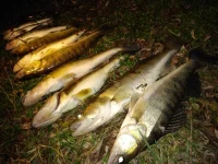 IMG-20191113-WA0001.webp