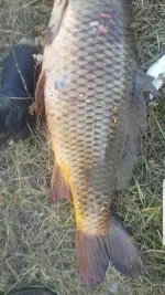 Screenshot_20191216-132327_WhatsApp.webp