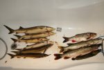 IMG_4378.JPG