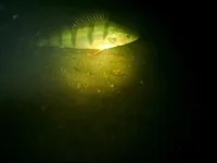 заныр2_0001.webp