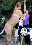 1282832968_giant_dogs_03.jpg