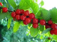 Вишня войлочная (Cerasus tomentosa).webp