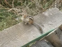 Бурундук.webp
