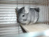 PICT0311.webp