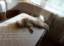 кот показ как леж. курица.webp