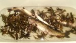 DSC00405.JPG