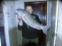 buffalo_2.webp