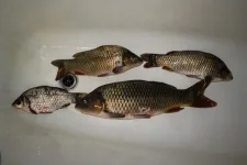 x_3f3ce221.webp