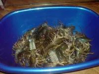 DSC00212.webp