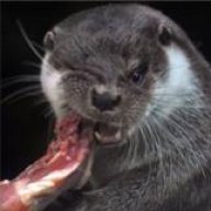 Otterr