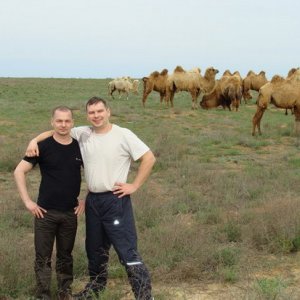 Верблюды в Калмыкии