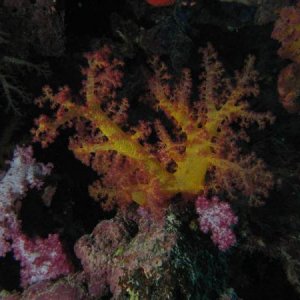 Мягкие коралл